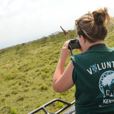 Utrotningshotade Rothschild giraffer på savannen i Soysambu Conservancy i Kenya Project Abroad volontärer får syn på utrotningshotade Rothschild giraffer på savannen i Soysambu Conservancy i Kenya